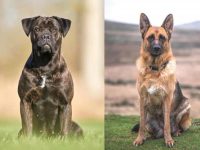 什么是卡斯罗德国牧羊犬混种?(卡斯罗德国牧羊犬杂交起源和历史)