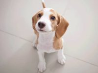 什么是柠檬色比格犬?(柠檬色比格犬的外观特征)