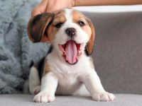 纯种比格犬要多少钱一只?(影响比格犬幼犬成本的因素)