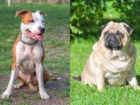 什么是比特犬哈巴狗混种?(比特犬哈巴狗杂交的起源和历史)