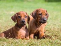 养罗德西亚脊背犬每年需要多少钱?(罗德西亚脊背犬每年的养护开支)