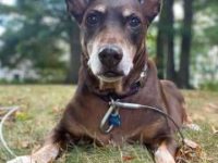 杜宾柯基犬混血要多少钱一只?(杜宾柯基犬杂交的优缺点)