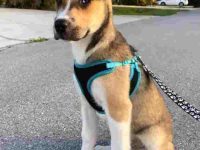 拳师哈士奇混血多少钱一只?(哈士奇拳师犬杂交的优缺点)