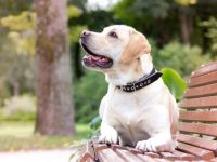 黄色拉布拉多要多少钱一只?(黄色拉布拉多犬的优缺点)