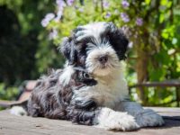 饲养一只西藏梗每年要花多少钱?(养西藏梗一年的成本开销)