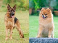 什么是德国牧羊犬博美犬混种?(德国牧羊犬博美犬杂交的起源和历史)