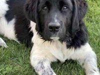 纽芬兰圣伯纳混种犬的价格是多少?(纽芬兰圣伯纳犬混血的优缺点)