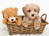 饲养一只贵宾犬每年要多少钱?(贵宾犬的费用总结及省钱技巧)