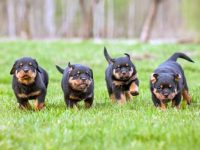 罗威纳幼犬要多少钱一只?(罗威纳犬价格差异的因素)