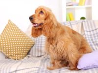 可卡犬掉落满屋子毛发怎么办?(减少可卡犬掉毛的美容指南)