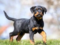 饲养一只罗威纳犬每年要花多少钱?(养罗威纳犬一年的成本开销)