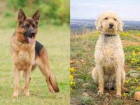 什么是德国牧羊犬金毛混种犬?(德国牧羊犬金毛杂交的起源和历史)