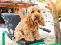 可卡犬一顿吃多少克狗粮?(可卡犬食量对照表)