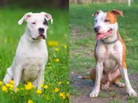 什么是阿根廷杜高犬混种?(阿根廷杜高斗牛犬混血的起源和历史)