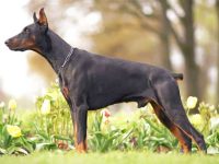 杜宾为什么要断尾?(杜宾犬断尾的历史由来)