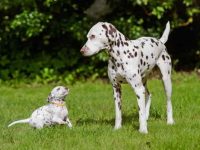 达尔马提亚幼犬要多少钱?(影响达尔马提亚犬成本差异的因素)