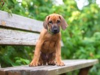 罗得西亚脊背犬多少钱一只?(影响罗得西亚脊背犬价格差异的因素)