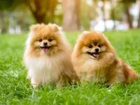 纯种博美犬要多少钱一只?(饲养博美犬的成本开销)