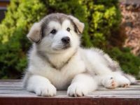 阿拉斯加雪橇犬的价格是多少?(饲养阿拉斯加雪橇犬每年的成本花费)