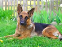 什么是短毛德国牧羊犬?(短毛与长毛德国牧羊犬的区别)