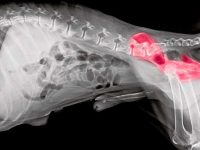 狗髋关节发育不良有什么症状?(狗狗髋关节发育不良的治疗方法)