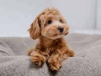 马尔泰犬多少钱一只?(影响马尔泰犬价格的差异因素)