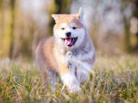 饲养一只秋田犬每年要多少钱?(秋田犬一年的开支及省钱技巧)