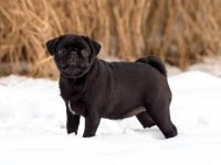 什么是黑色哈巴狗?(黑色哈巴狗的寿命有多长)