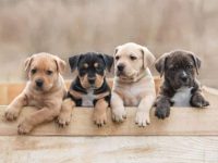 一只美国斯塔福郡梗要多少钱?(美国斯塔福郡梗每年的花费清单)