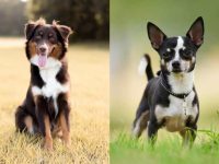 什么是澳大利亚牧羊犬吉娃娃混种?(澳牧吉娃娃杂交的起源和历史)