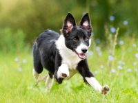 边境牧羊犬的价格是多少?(影响边境牧羊犬幼犬价格的7个因素)