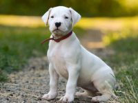 饲养阿根廷杜高犬每年要花多少钱?(有关阿根廷杜高犬的省钱技巧)