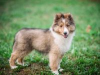 喜乐蒂牧羊犬公的还是母的适合陪伴孩子?有什么优缺点?