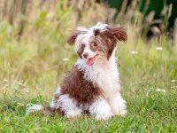 饲养中国冠毛犬每年要花多少钱?(中国冠毛犬一年的费用开支)