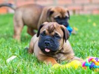 一只斗牛獒犬要多少钱?(饲养斗牛獒犬每年的成本花费)