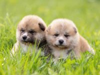 纯种秋田犬要多少钱一只?(影响秋田犬成本差异的七大因素)