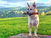 什么是澳大利亚牧牛犬哈士奇混血?(澳牧牛犬哈士奇混种的起源和历史)