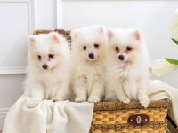 毛茸茸的狗品种有哪些?(36种有关毛茸茸的狗狗系列)