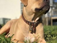 寻血猎犬斗牛犬混血多少钱一只?(寻血猎犬斗牛犬杂交的优缺点)