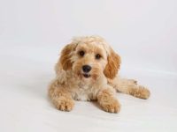 纯种可卡犬要多少钱一只?(影响可卡犬价格差异的因素)