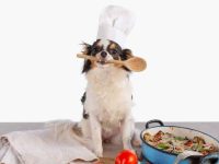 吉娃娃吃什么食物最好?(吉娃娃不能吃的食物清单)