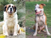 什么是圣伯纳斗牛犬混种?(圣伯纳斗牛犬杂交的起源和历史)