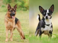 什么是德国牧羊犬吉娃娃混种?(德国牧羊犬吉娃娃杂交的起源和历史)