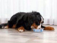 伯恩山犬吃什么狗粮好?(伯恩山犬不能吃的食物清单)