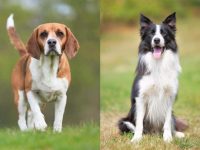 什么是边境比格犬混种?(比格犬边境牧羊犬混血起源和历史)