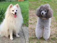 什么是斯皮茨贵宾犬混种?(斯皮茨贵宾犬杂交的起源和历史)