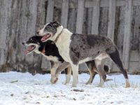 什么是吊树狗?(吊树狗的起源和历史)