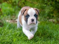 饲养一只美国斗牛犬要花多少钱?(美国斗牛犬日常生活省钱妙招)