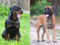 什么是罗威纳獒犬混种?(罗威纳獒犬杂交的起源和历史)