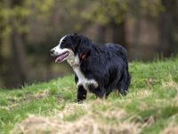 一只黑色澳大利亚牧羊犬要多少钱?(黑色澳大利亚牧羊犬的气质特点)